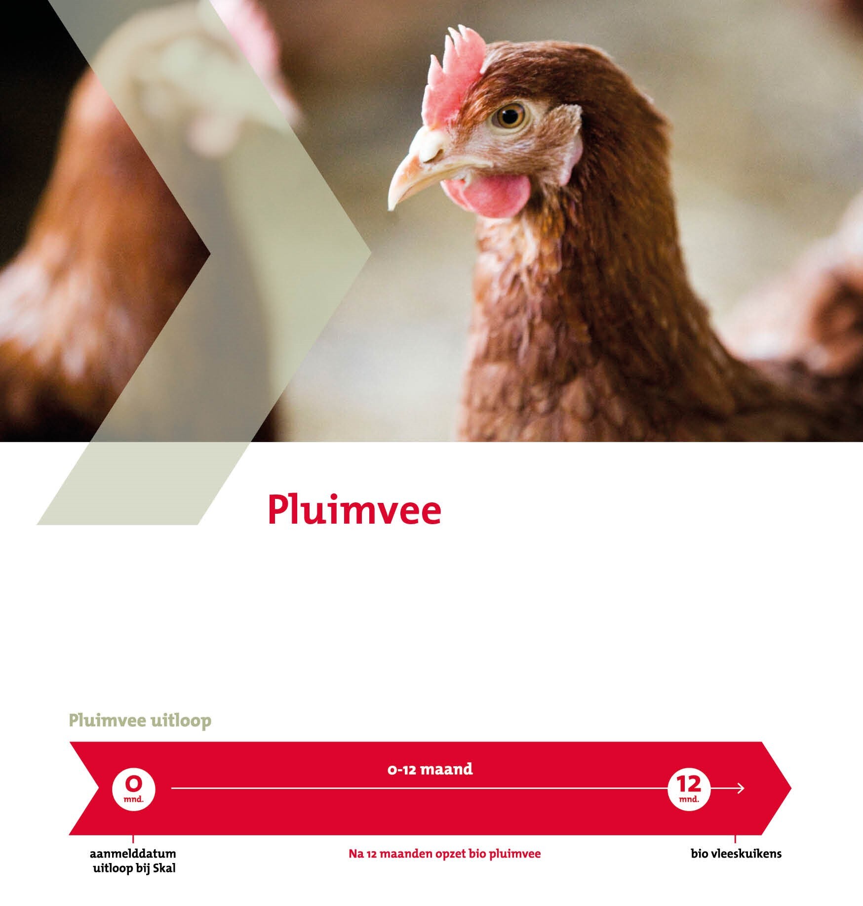 Illustratie omschakelschema pluimvee met afbeelding van 2 kippen